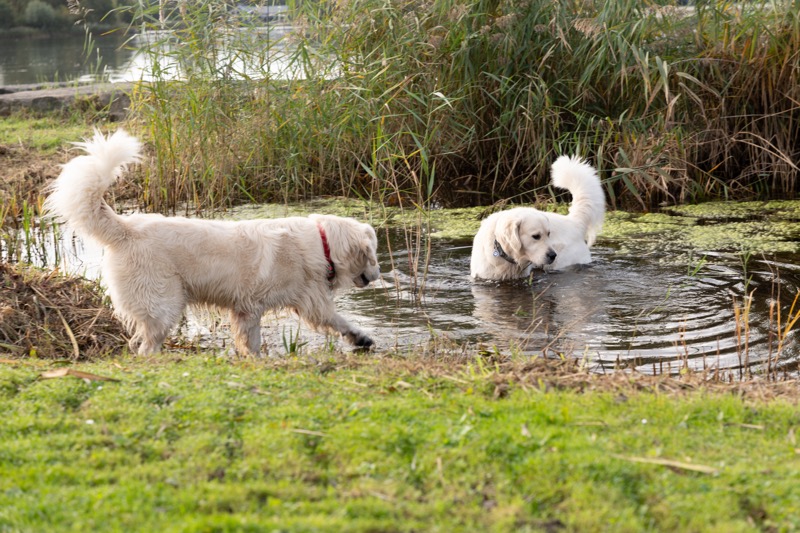 Golden retreivers uitlaten in Haarlemmermeerse bos